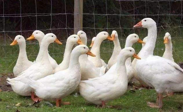 孕妇仑乱A级毛片免费看